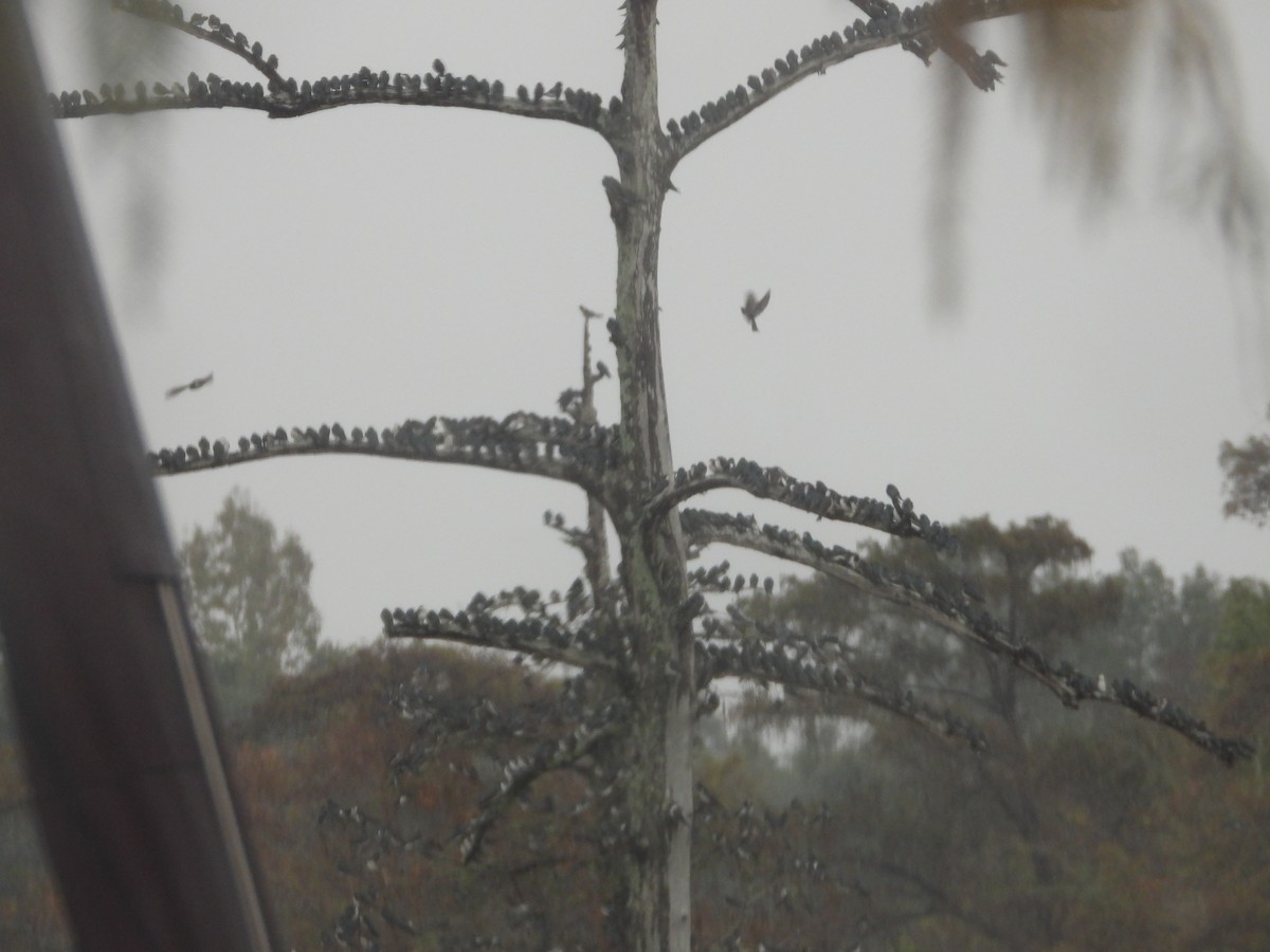 Древесная ласточка - ML646466705