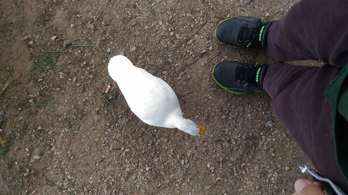 Кряква (Одомашенного типа) - ML646466707