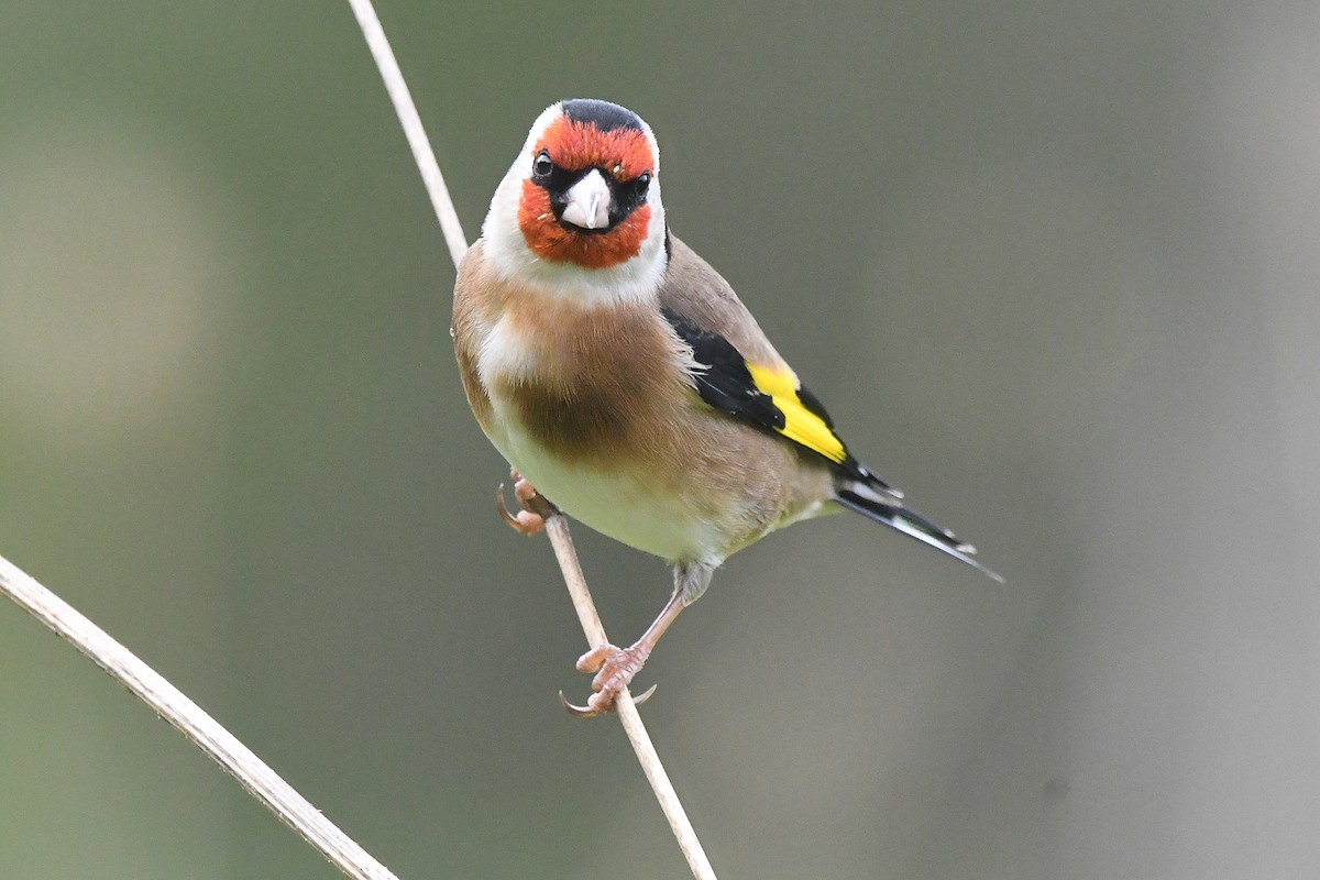 Щегол - ML646466708