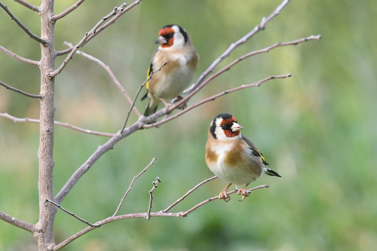 Щегол - ML646466710