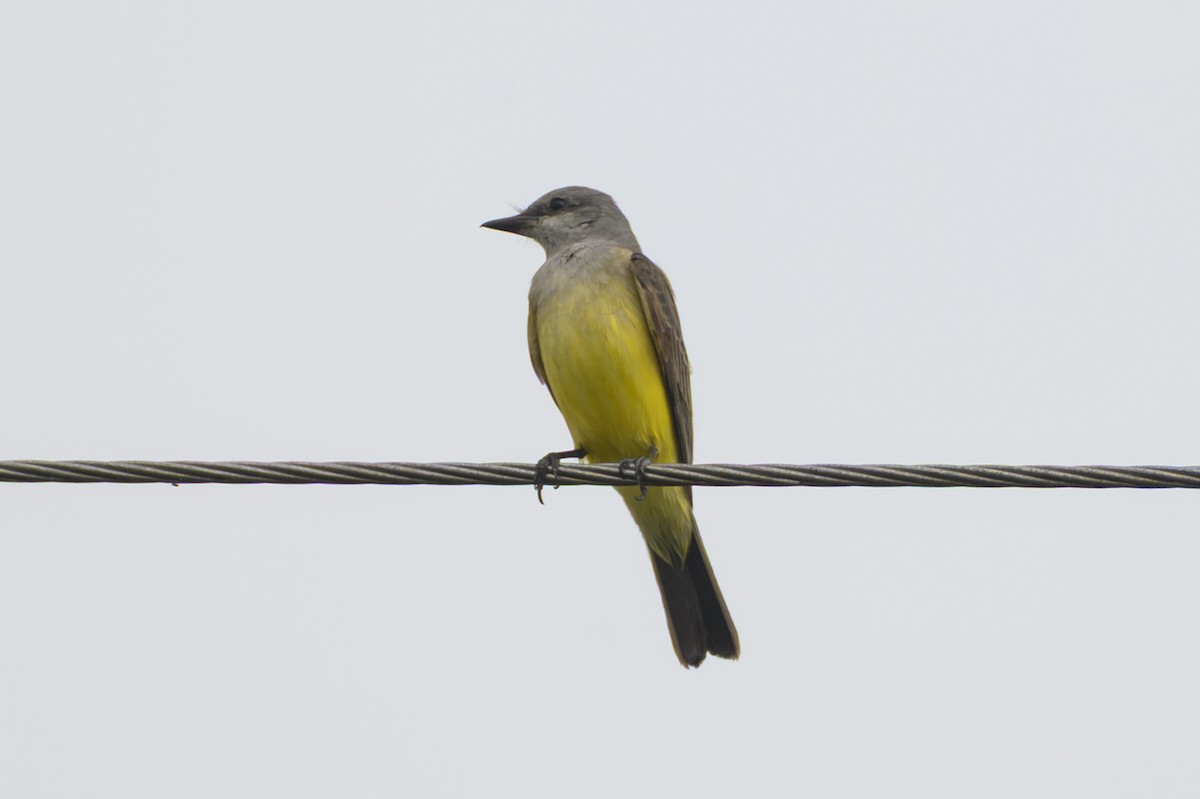 Schmalschnabel-Königstyrann - ML646466711