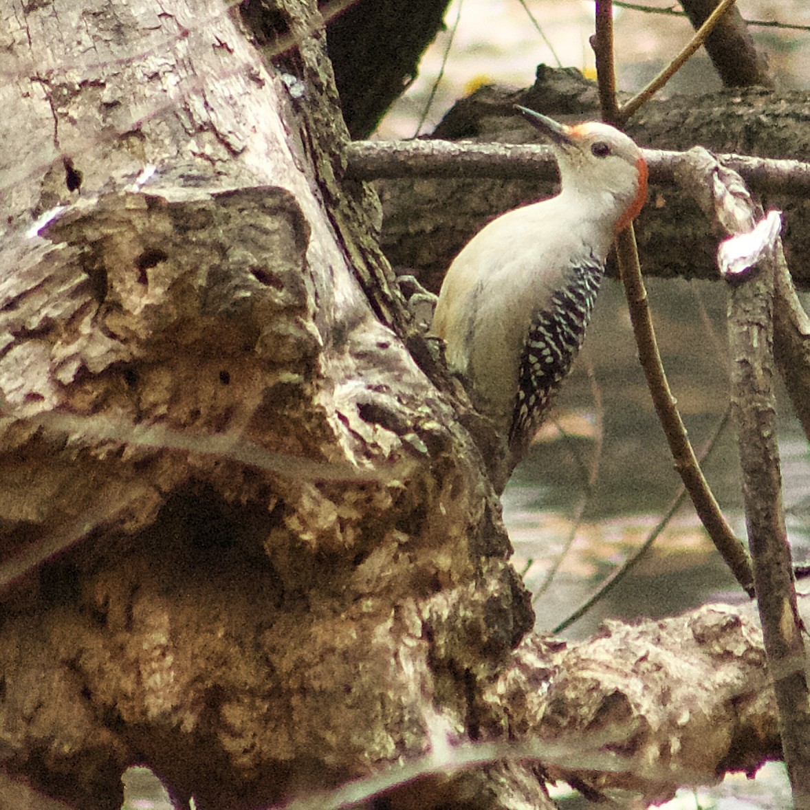 Каролинский дятел - ML646466712