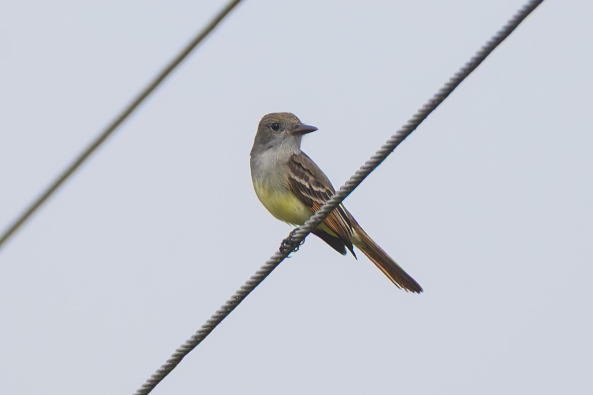 Хохлатый миарх - ML646466713