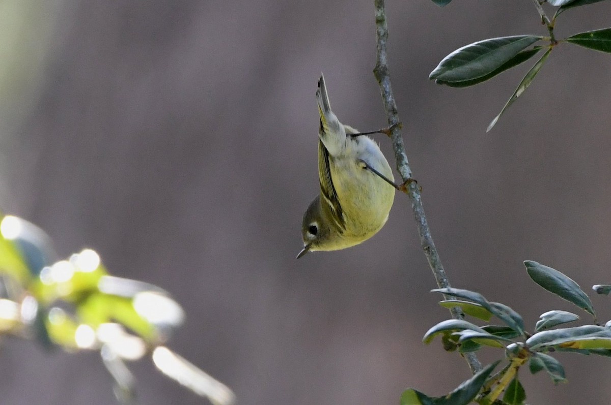 Рубиноголовый королёк - ML646466714