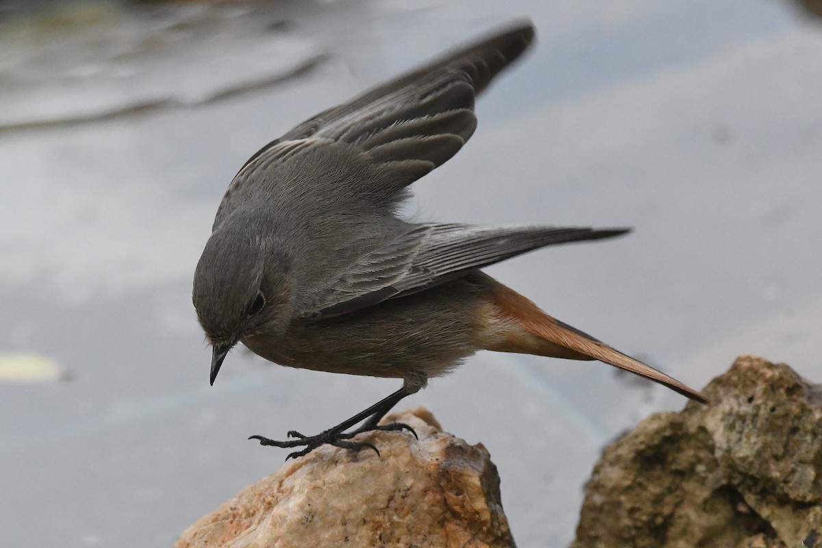 Черная горихвостка - ML646466715