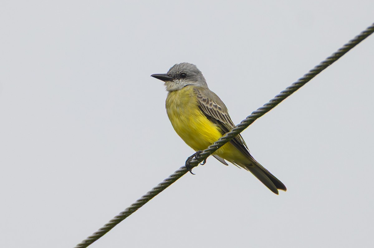 Trauerkönigstyrann - ML646466716