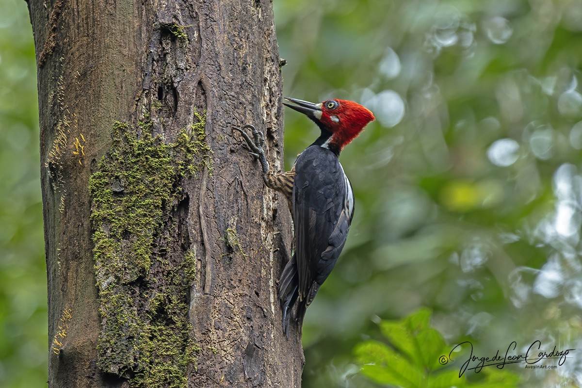 Черногорлый дятел - ML646466717