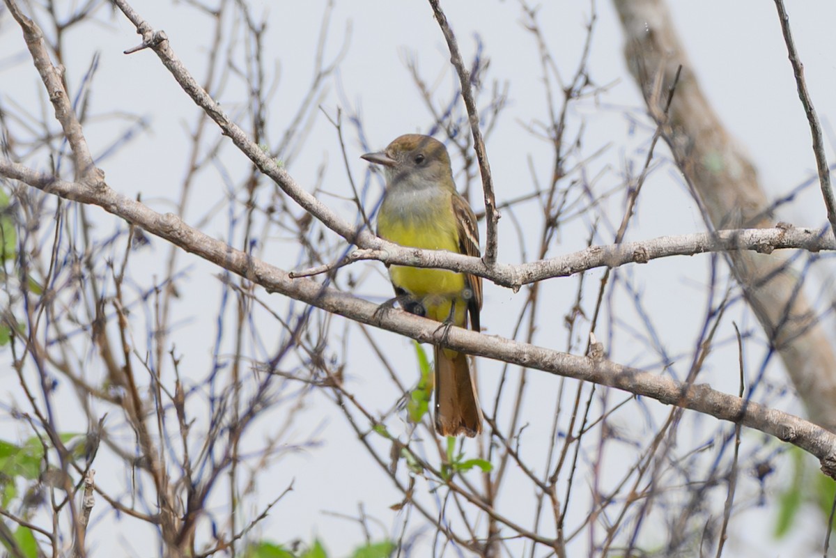 Хохлатый миарх - ML646466719