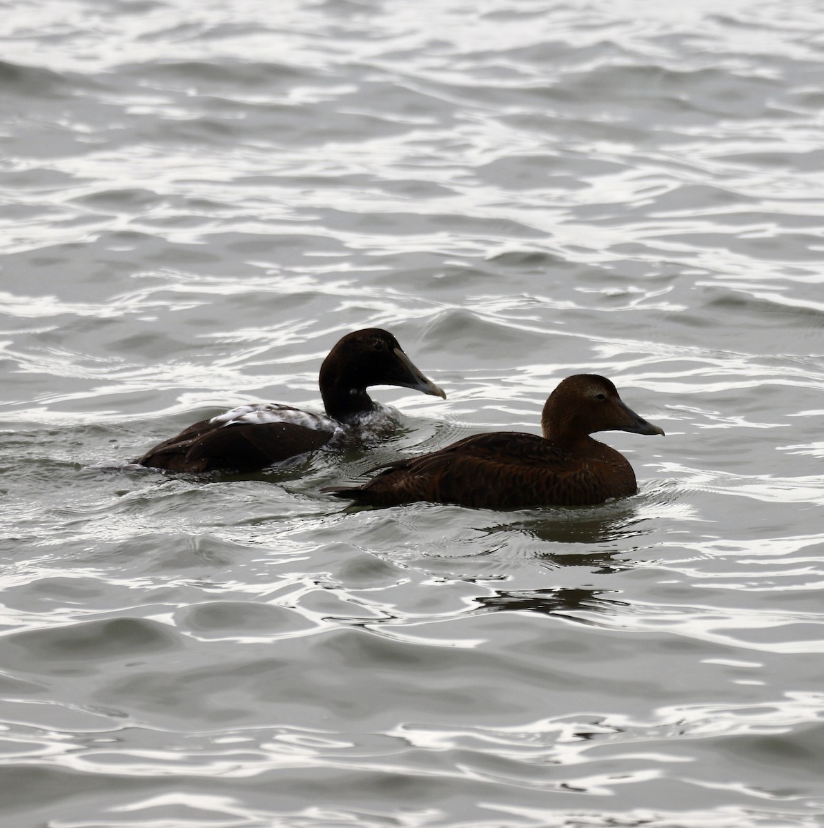 Гага - ML646466721