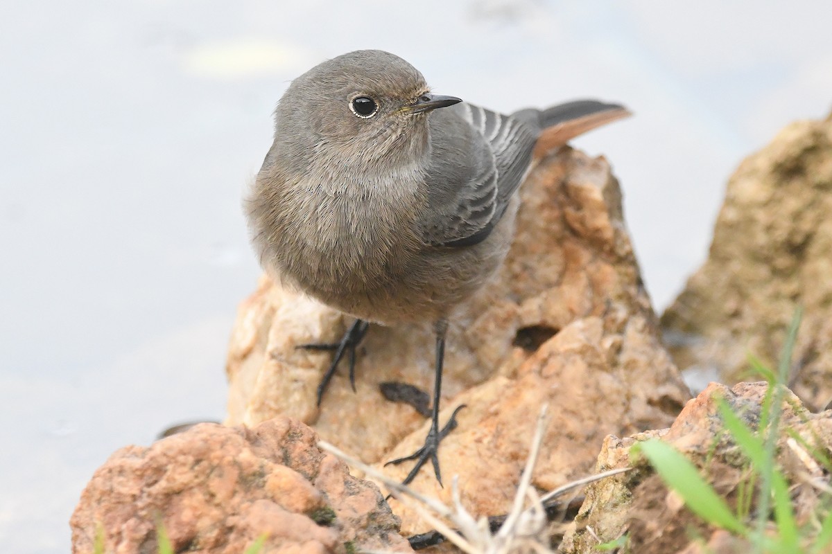 Черная горихвостка - ML646466722