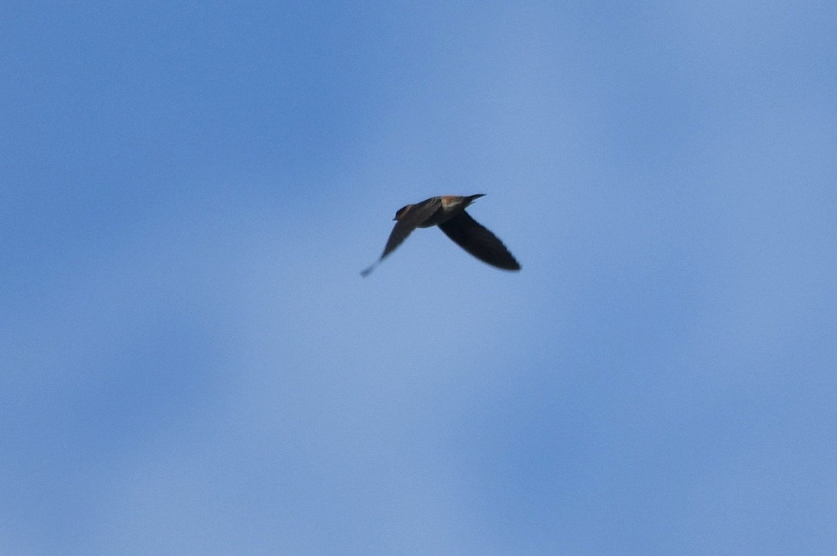 Пещерная ласточка - ML646466723