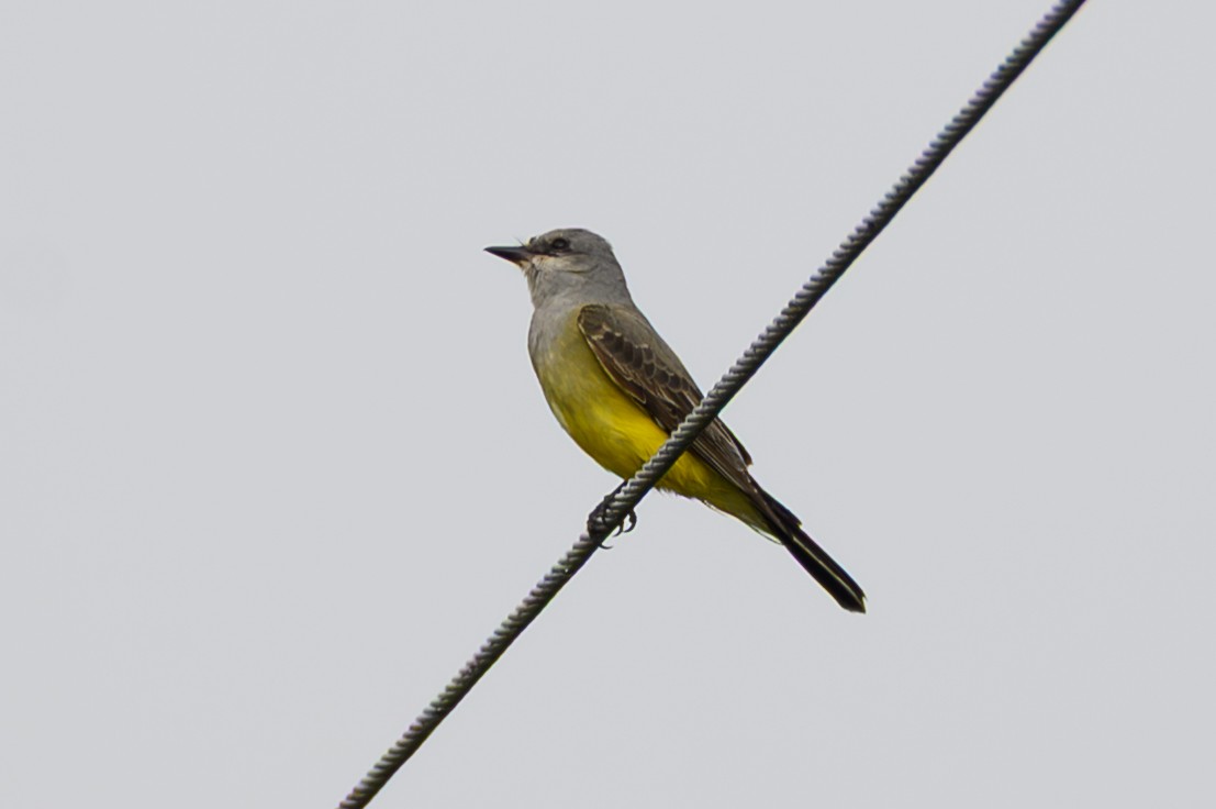 Schmalschnabel-Königstyrann - ML646466724