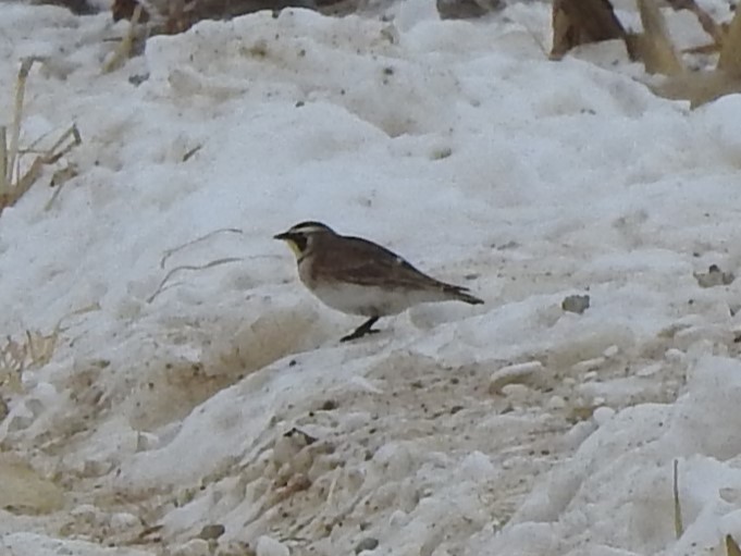 Рогатый жаворонок - ML646466725