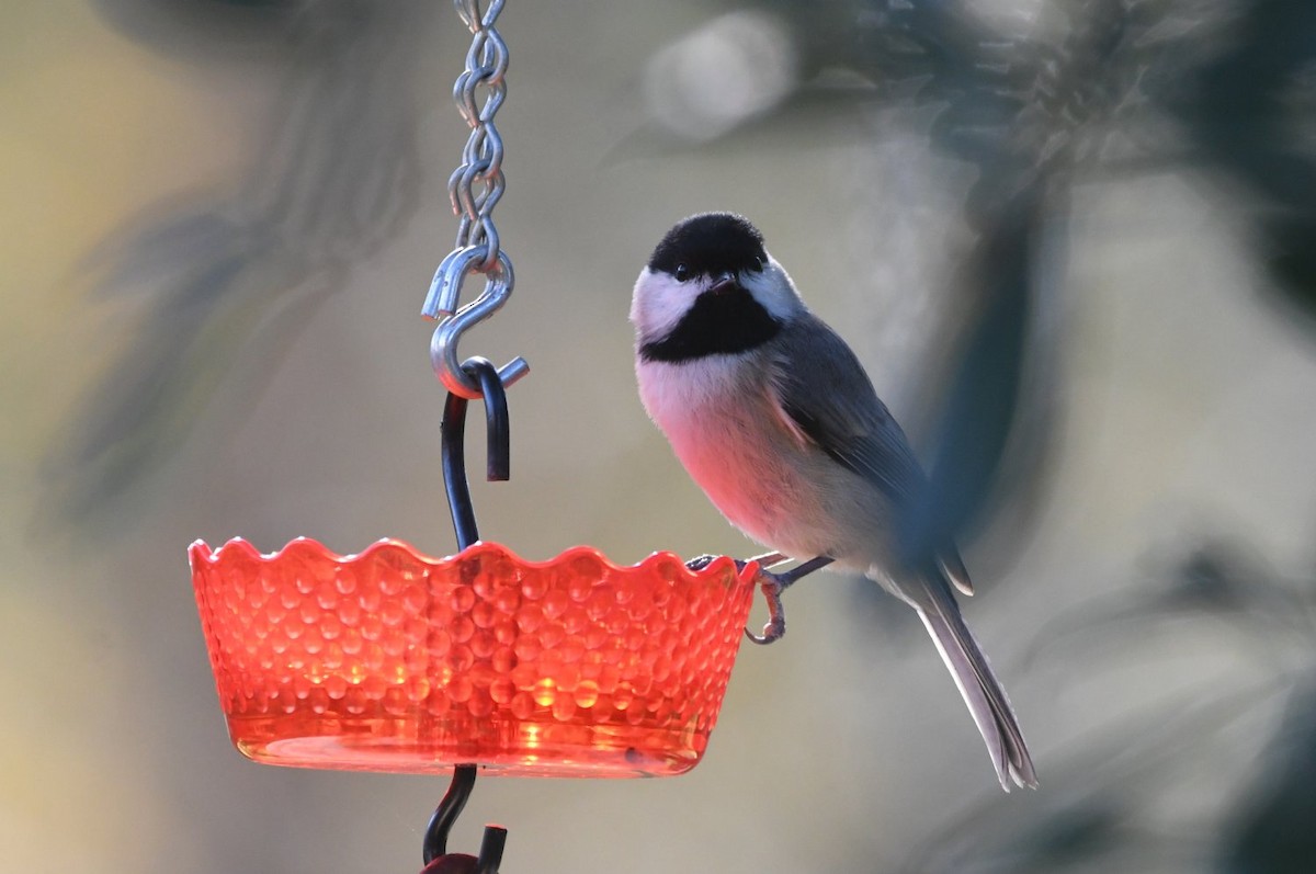 Каролинская гаичка - ML646466727