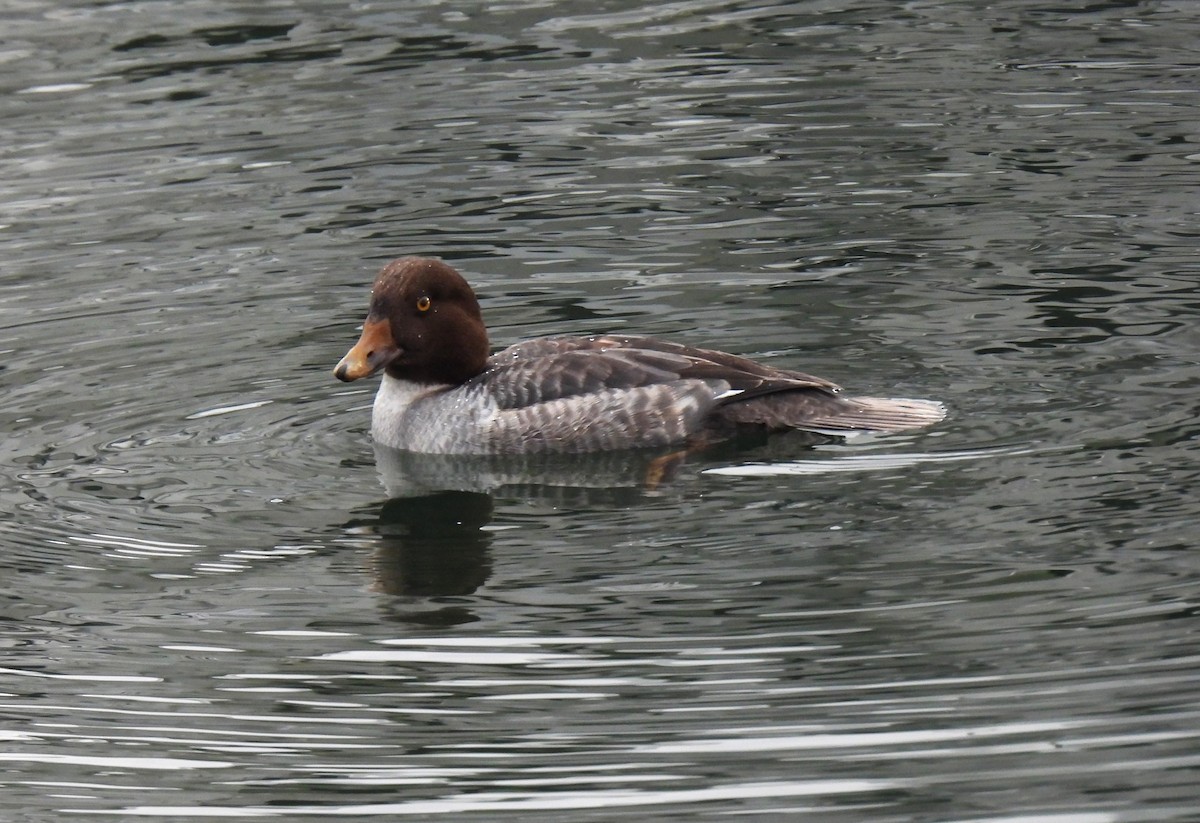 Barrow's Goldeneye - ML646466728