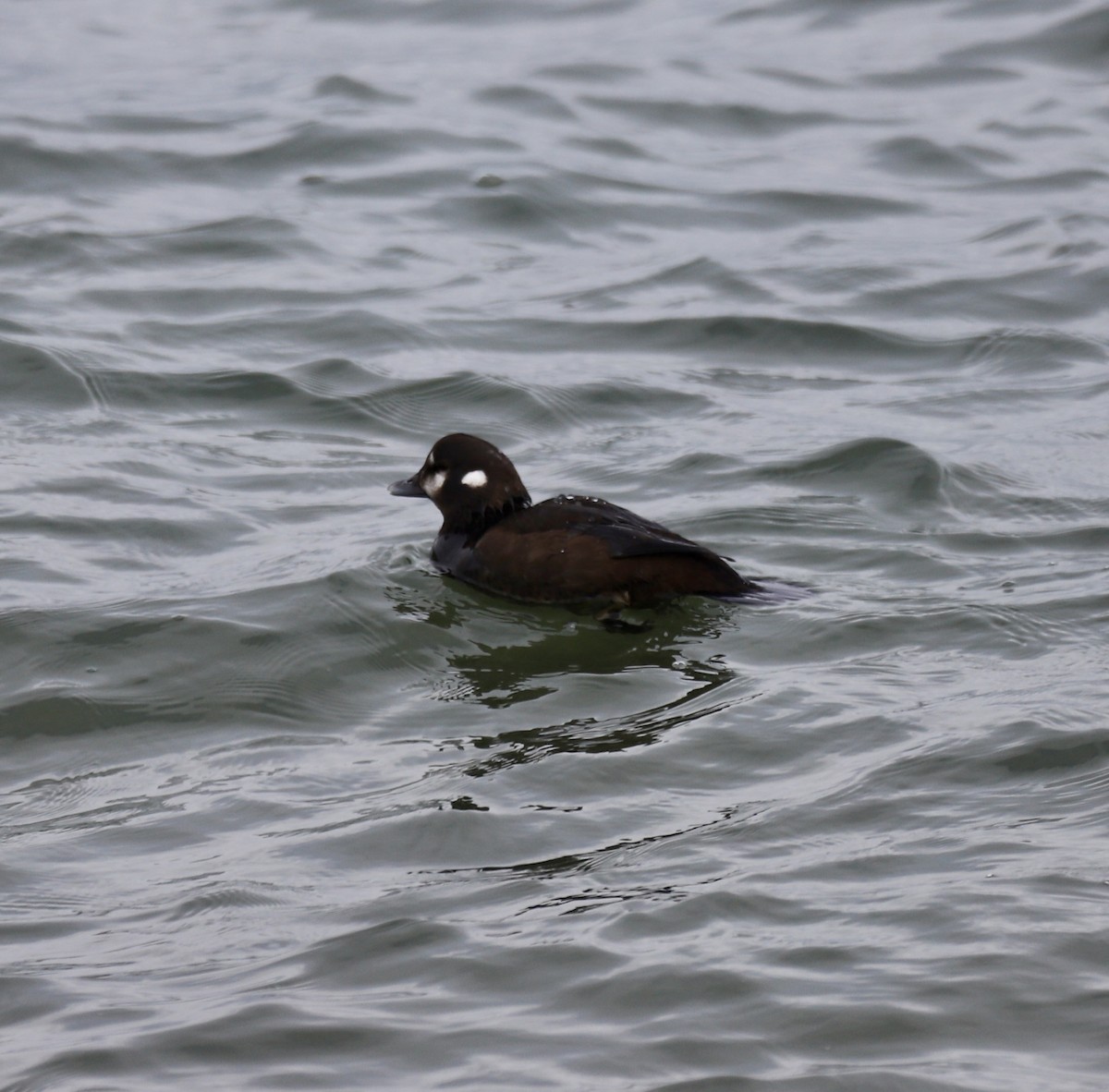 Harlequin Duck - ML646466730