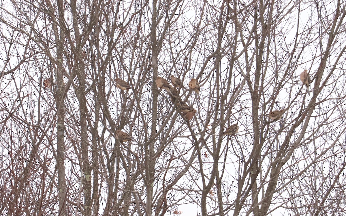 Mourning Dove - ML646466732