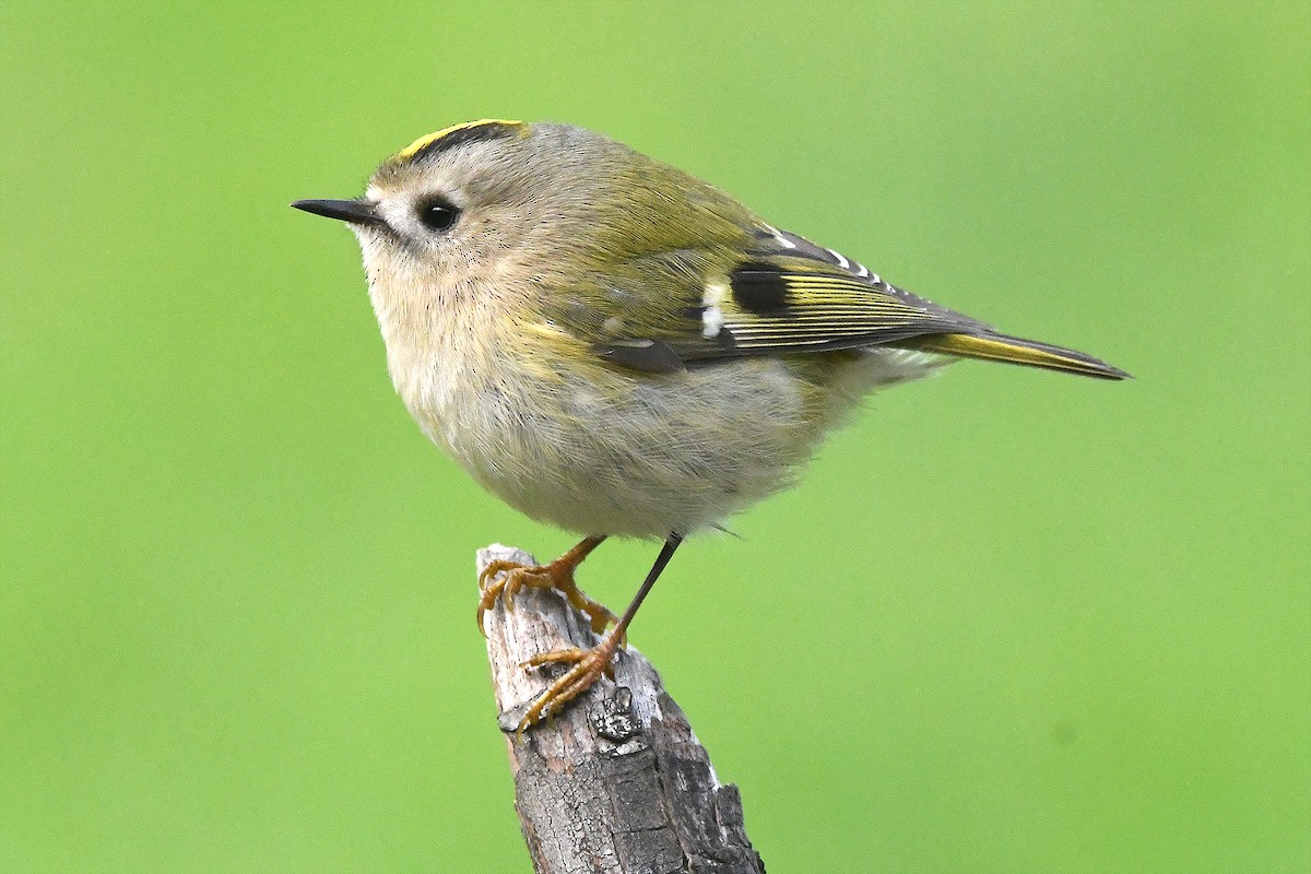 Goldcrest - ML646466736