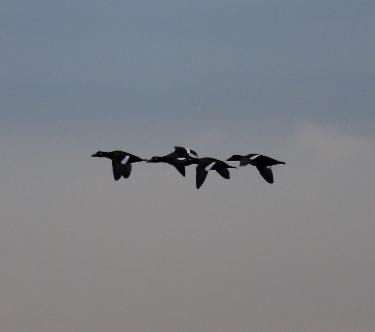 White-winged Scoter - ML646466739