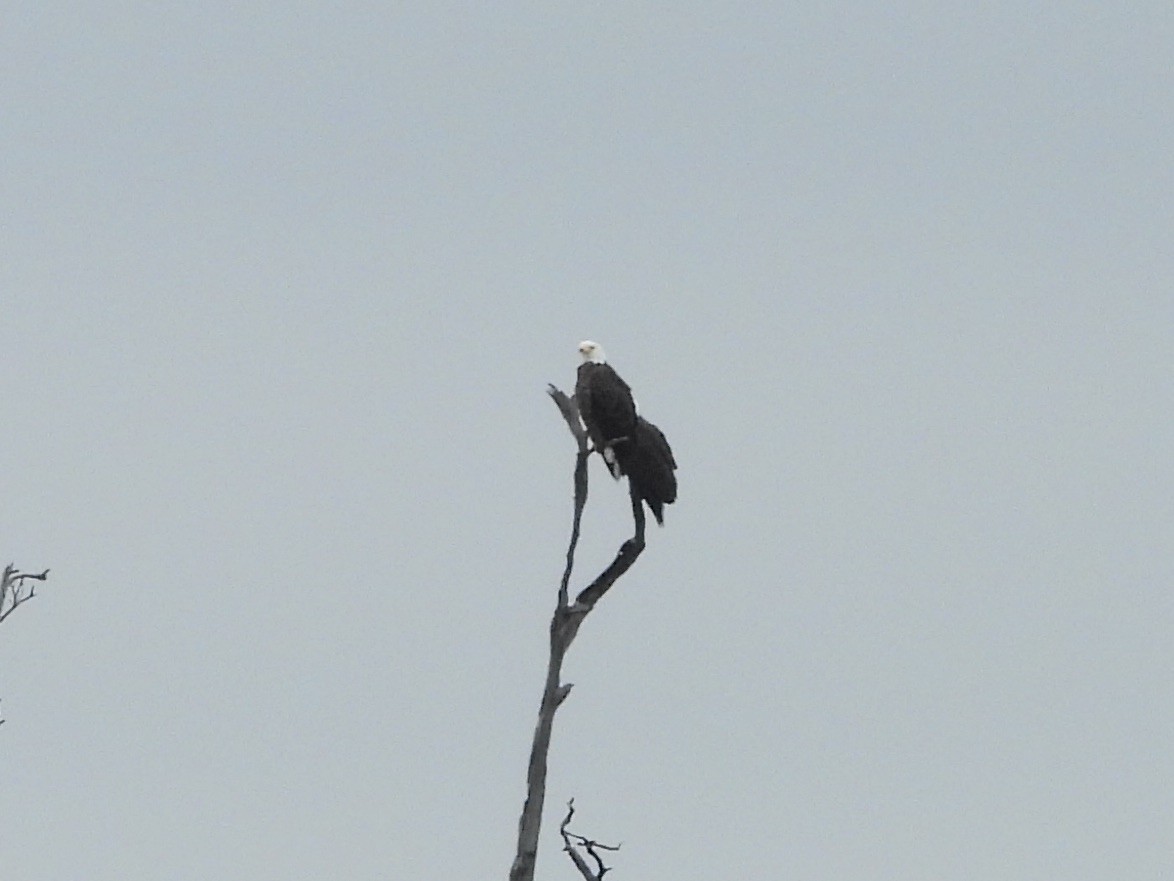 Bald Eagle - ML646466740
