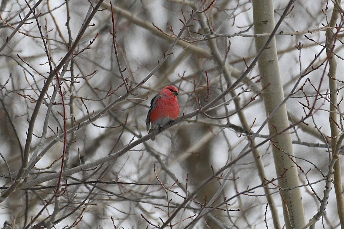 ギンザンマシコ - ML646466742