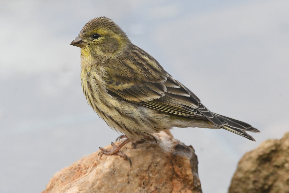 European Serin - ML646466743