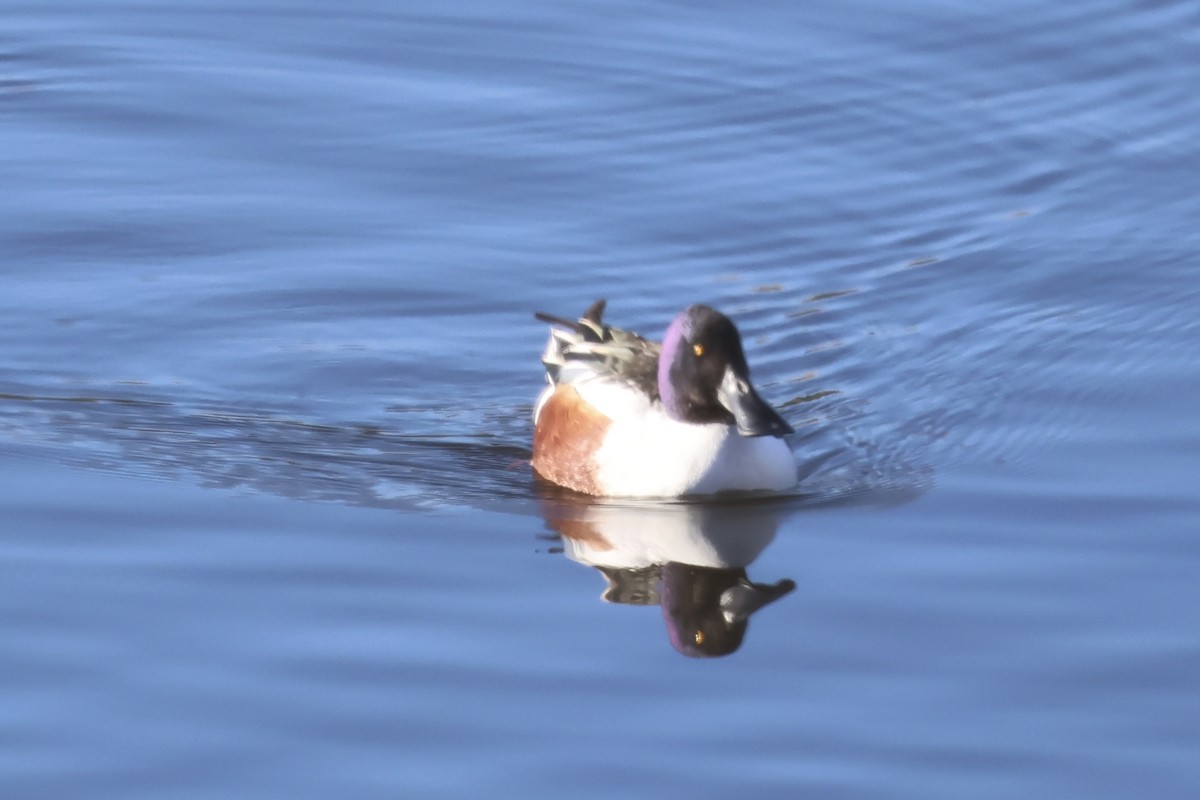 lžičák pestrý - ML646466744