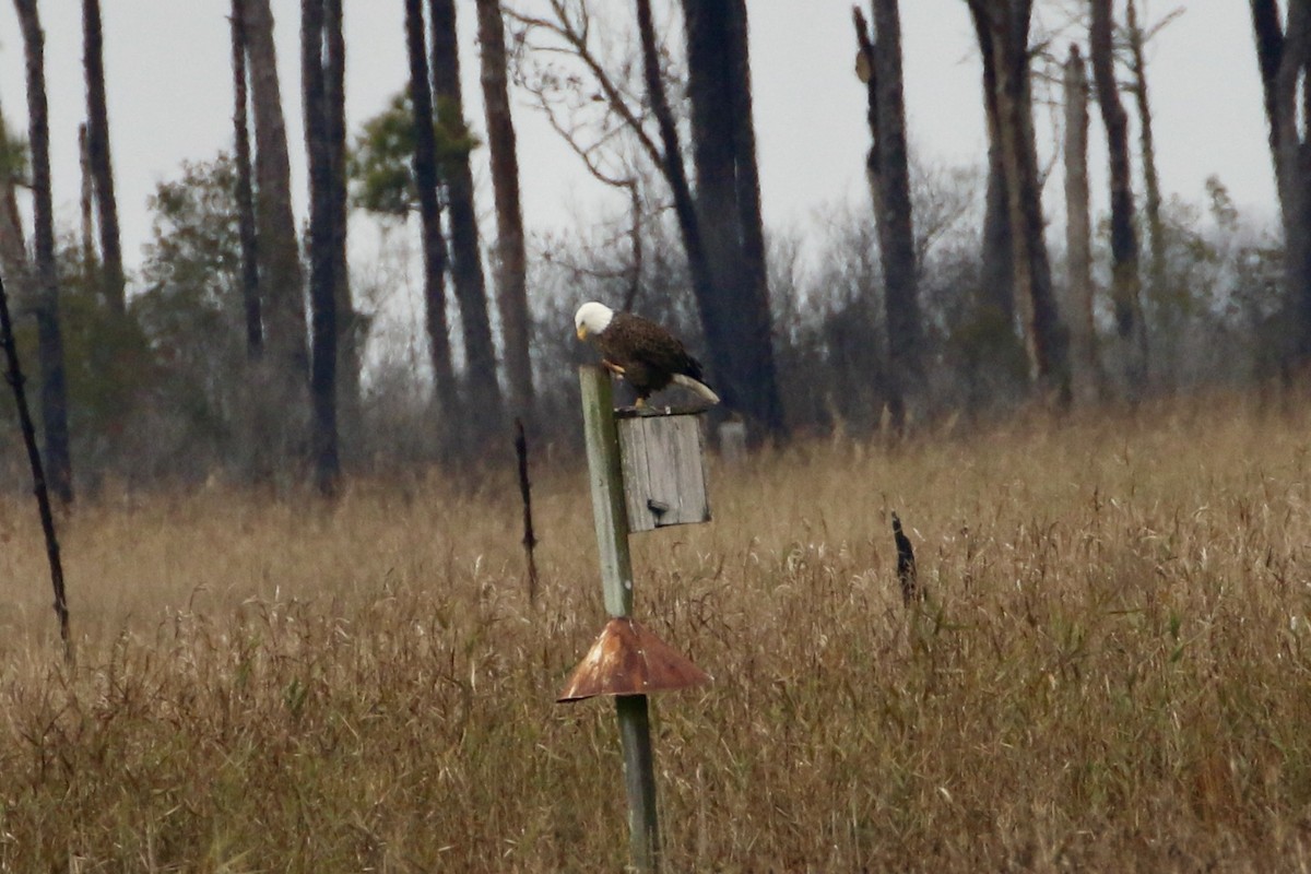 Bald Eagle - ML646466746