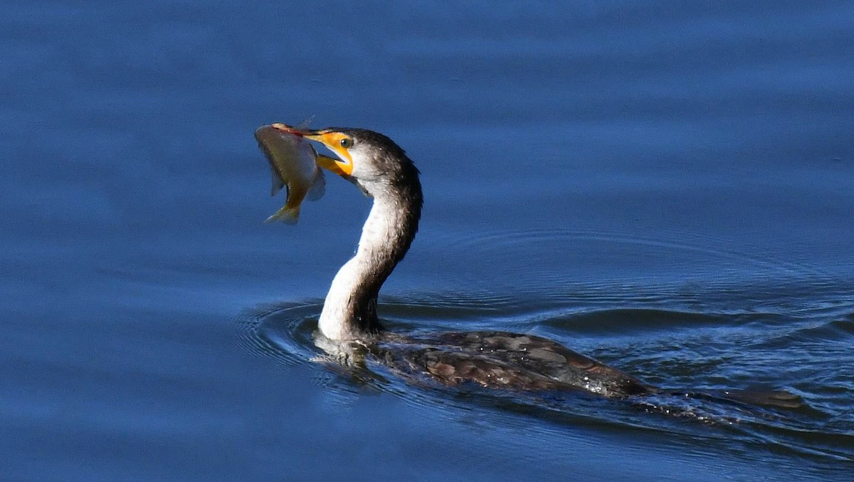 Double-crested Cormorant - ML646466747