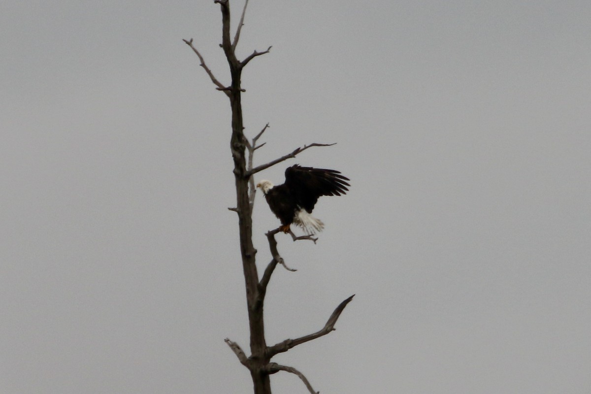 Bald Eagle - ML646466749