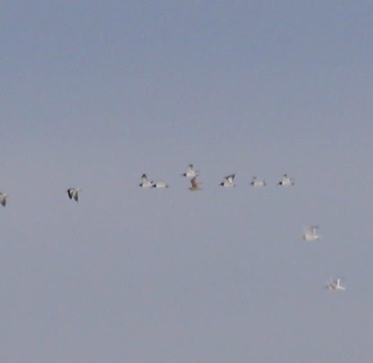 Kuliska kanelakara - ML646466752