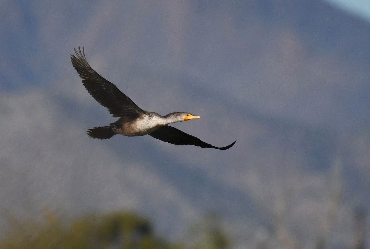 Double-crested Cormorant - ML646466754