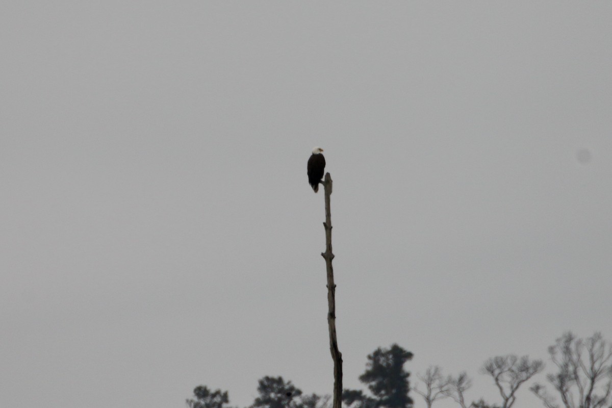 Bald Eagle - ML646466755