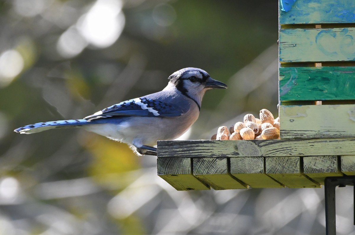 Blue Jay - ML646466759