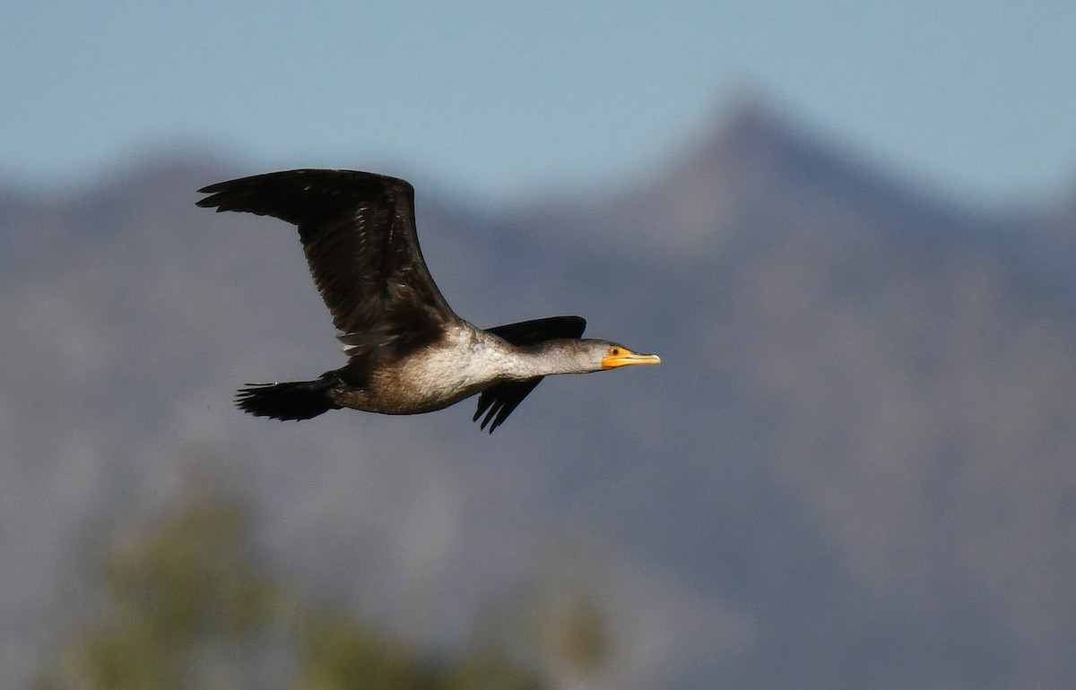 Double-crested Cormorant - ML646466760