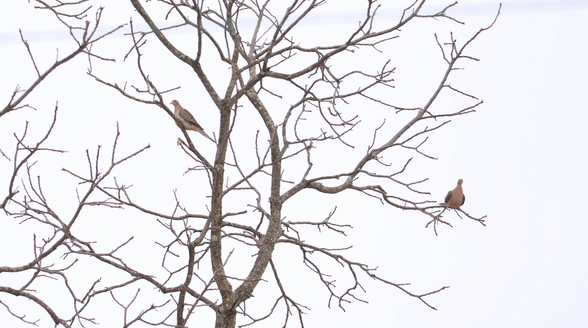 Mourning Dove - ML646466761