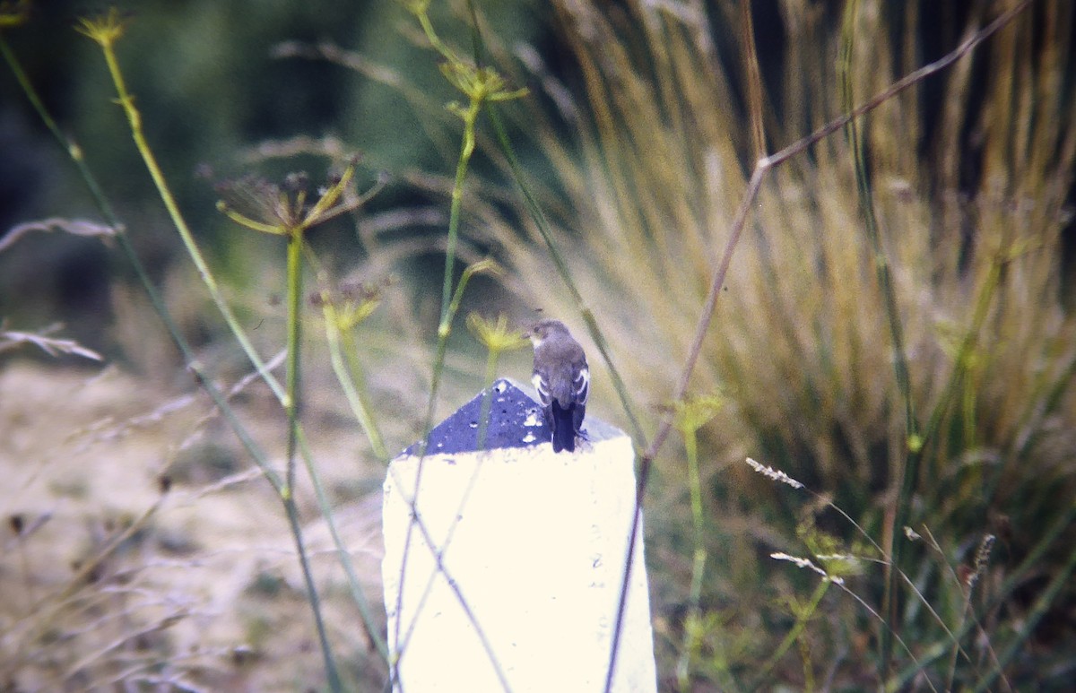 Papamoscas Cerrojillo - ML646466763