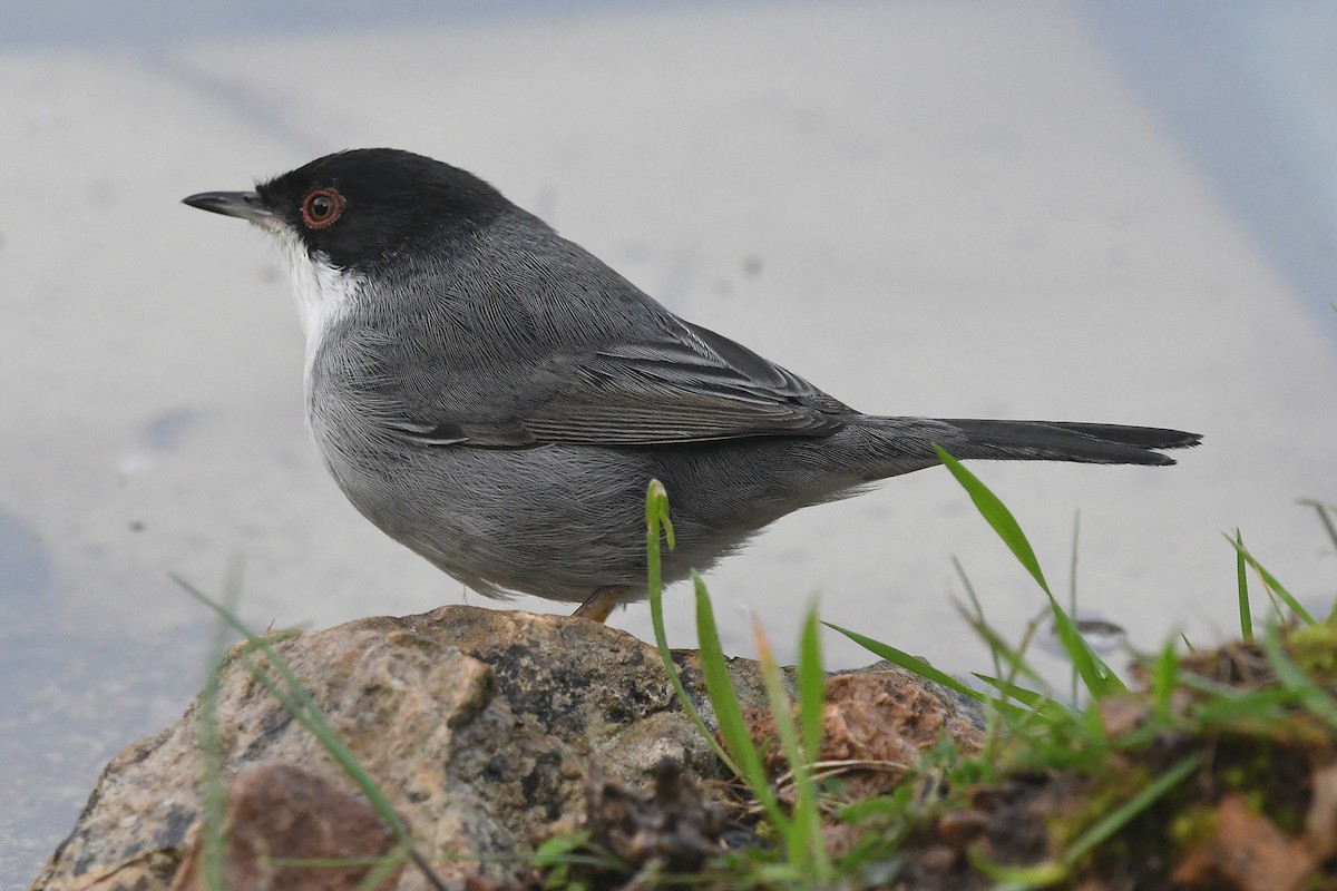Sardinian Warbler - ML646466765
