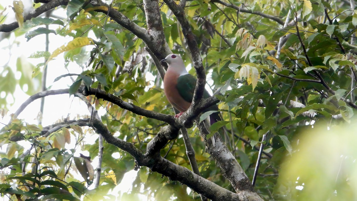 Purple-tailed Imperial-Pigeon - ML646466766