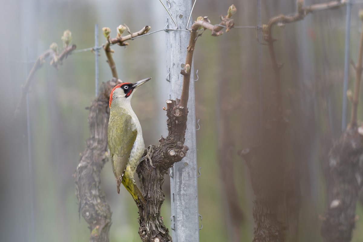 נקר ירוק - ML646466767