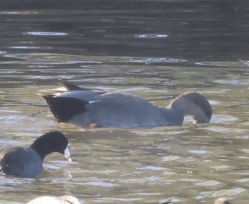 kopřivka obecná - ML646466769