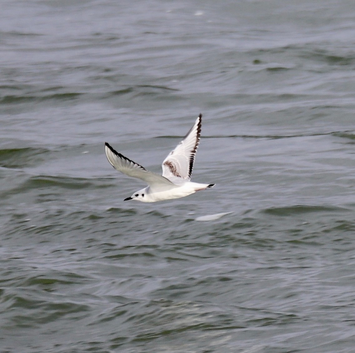 Bonaparte's Gull - ML646466770