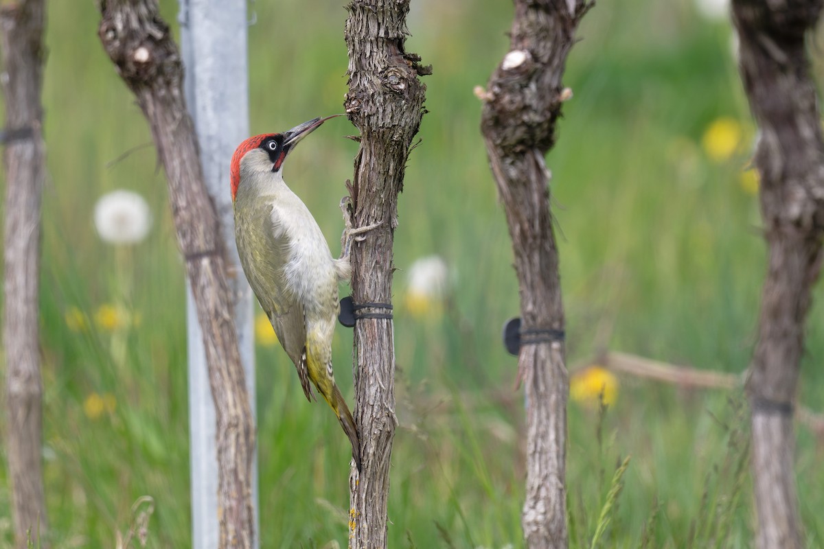 נקר ירוק - ML646466771