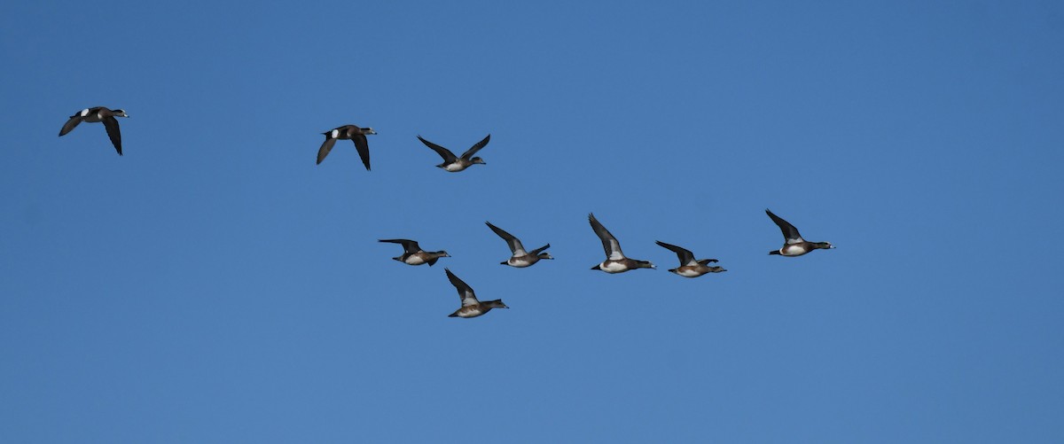 アメリカヒドリ - ML646466772