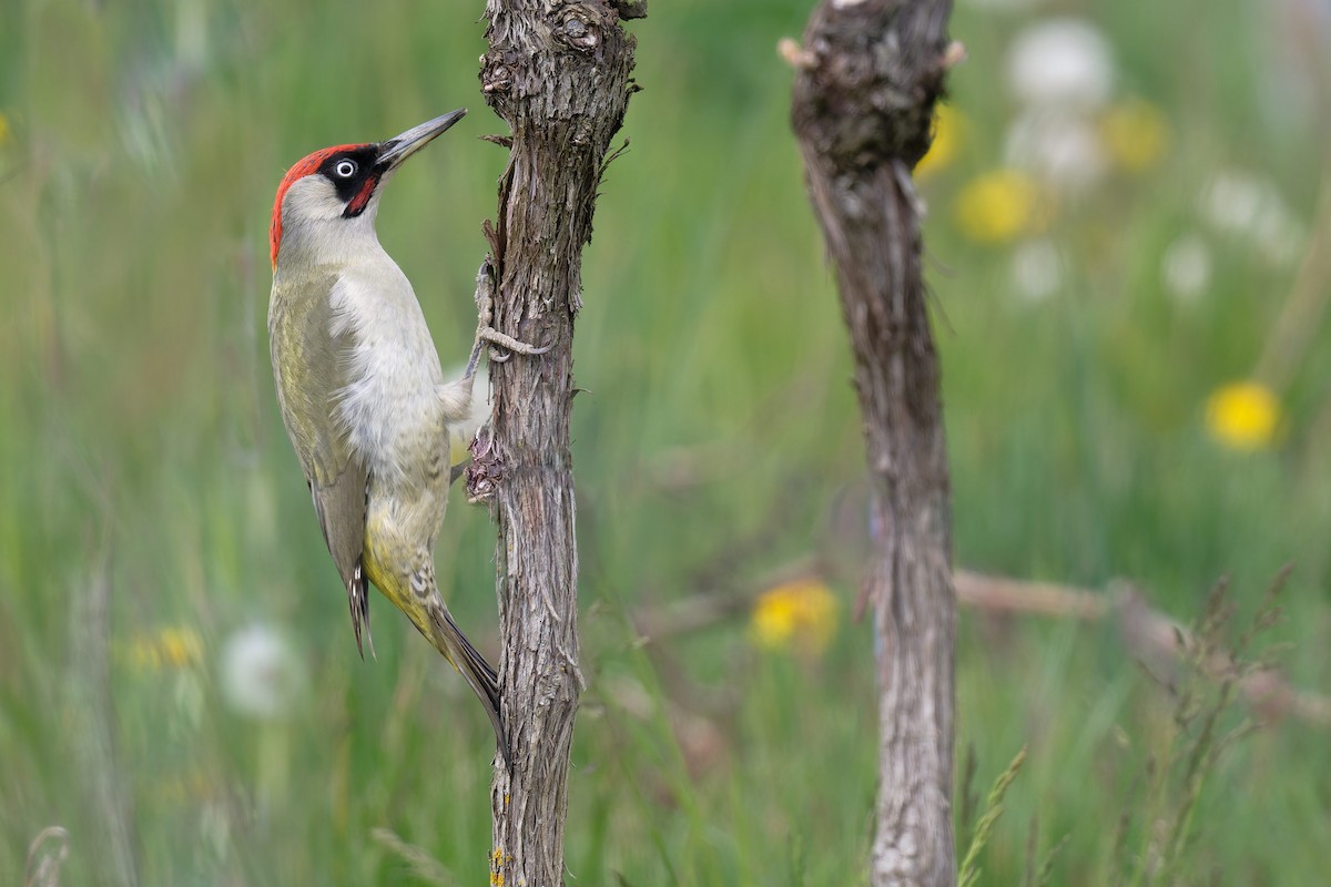 נקר ירוק - ML646466773