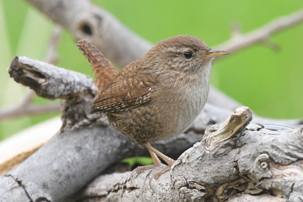 Eurasian Wren - ML646466774