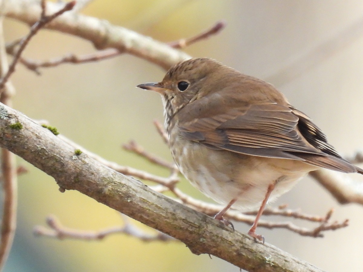 Hermit Thrush - ML646466775