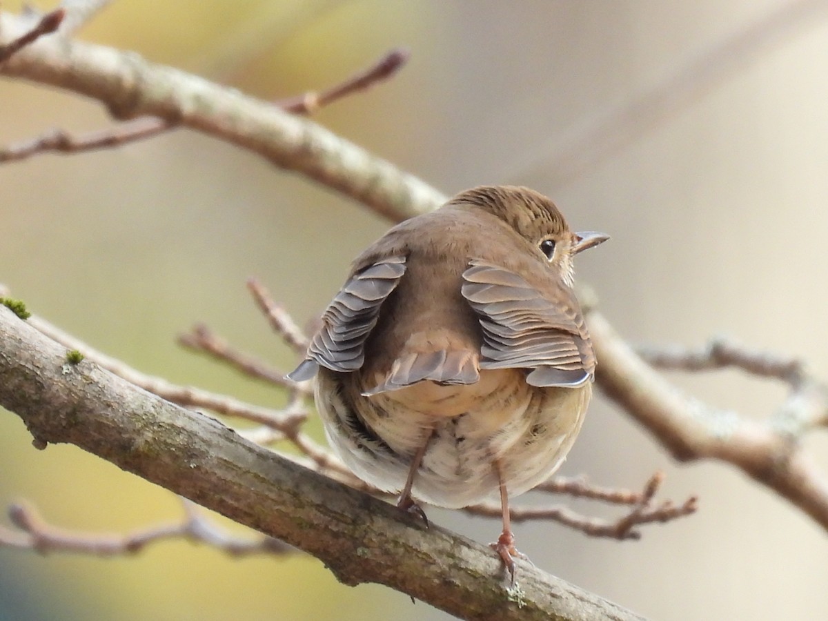 Hermit Thrush - ML646466776