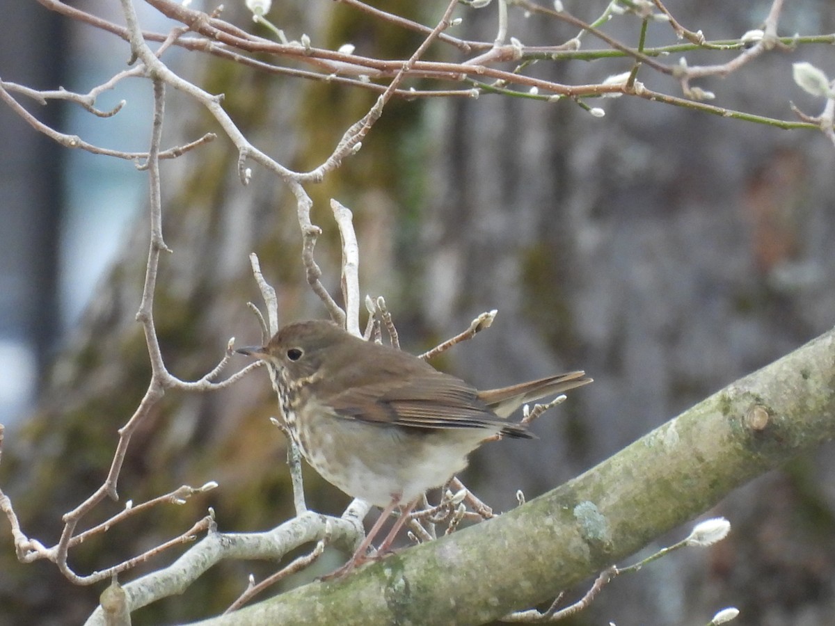 Hermit Thrush - ML646466777