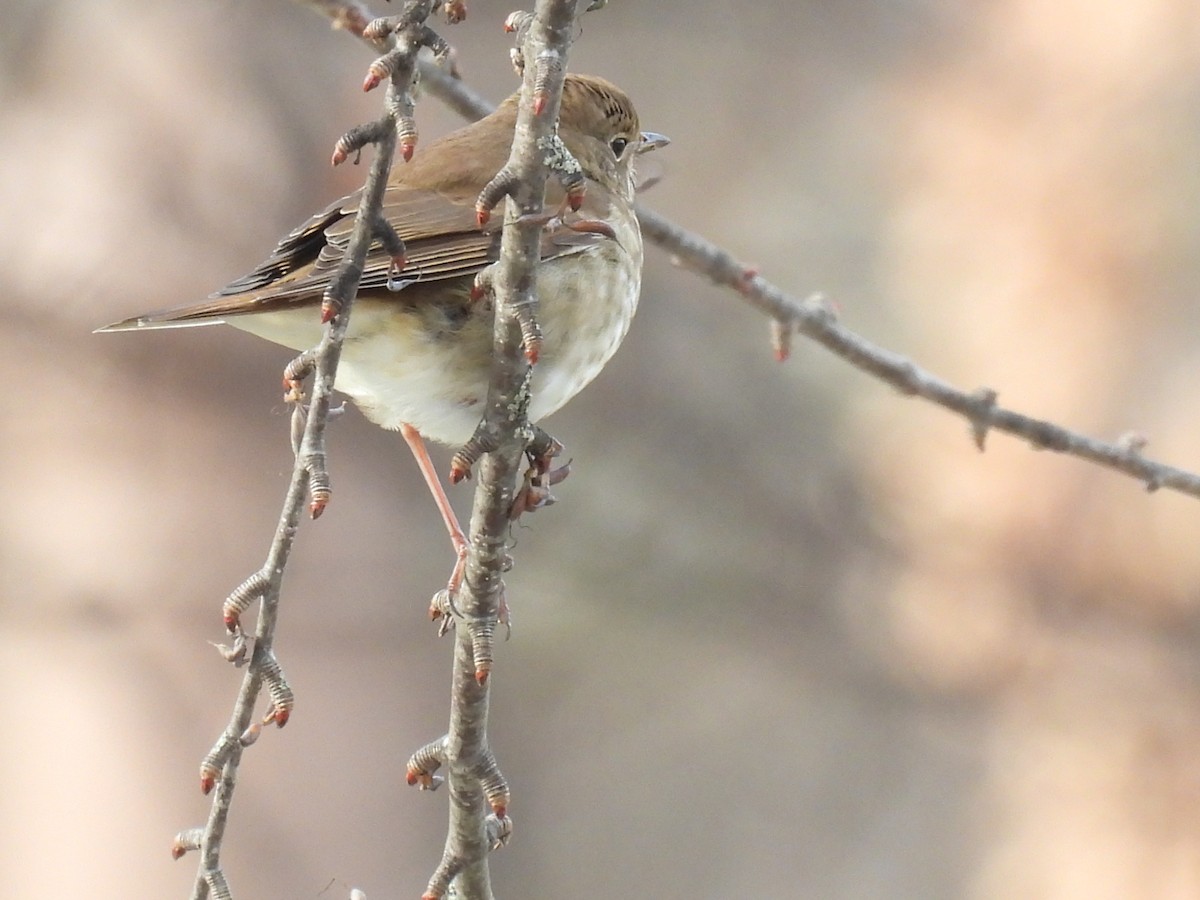Hermit Thrush - ML646466778